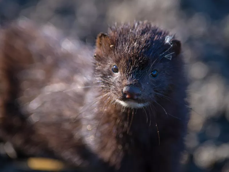 American mink