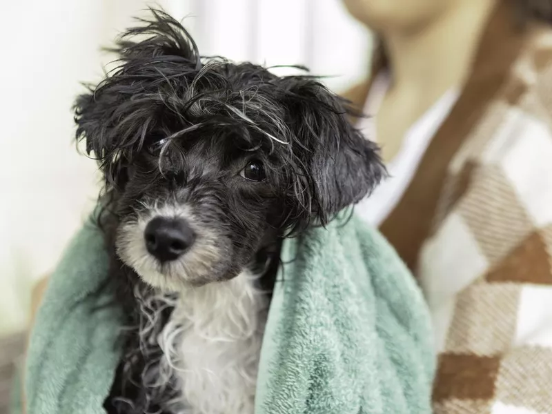 Puppy after bath