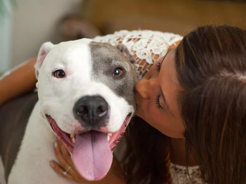 Woman kissing pit bull