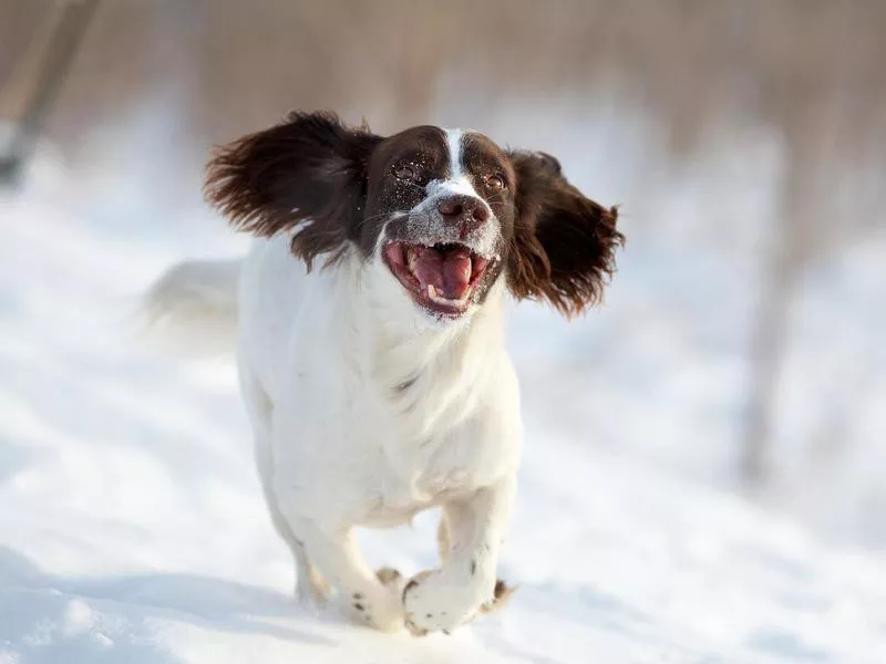 English Springer Spaniel