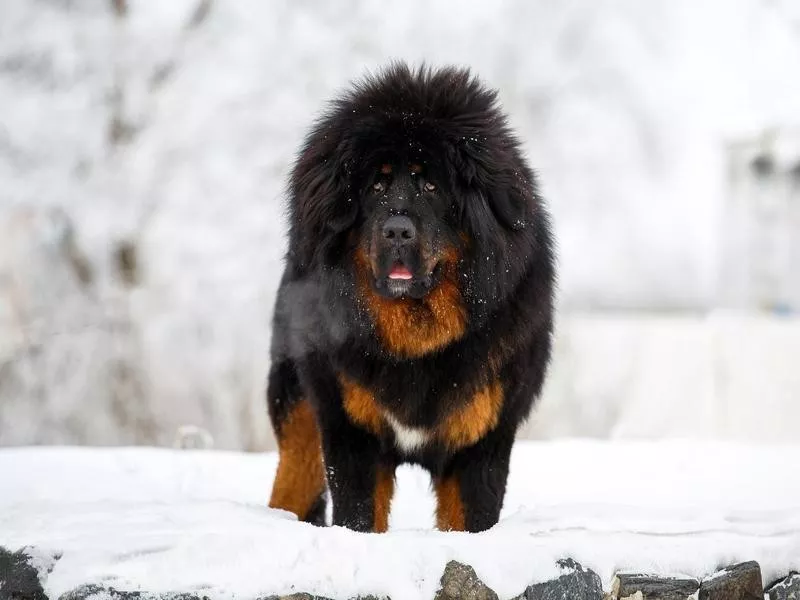 Tibetan mastiff