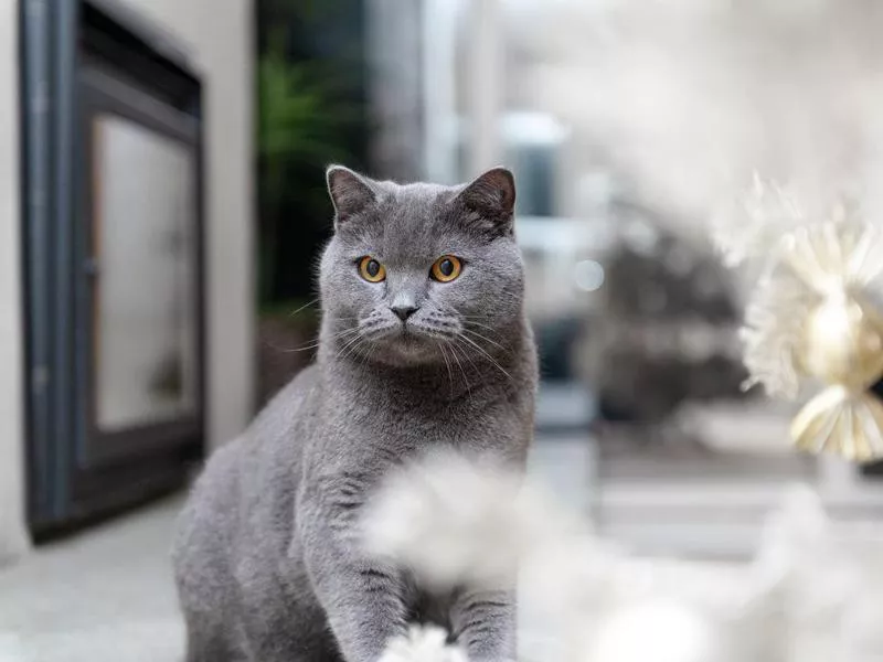 British Shorthair