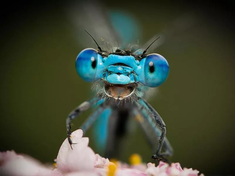 dragonfly