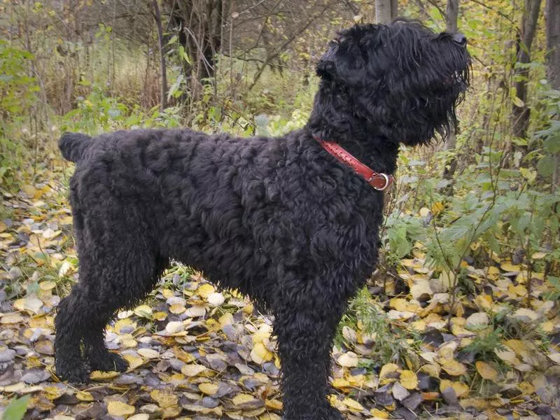 Black Russian Terrier