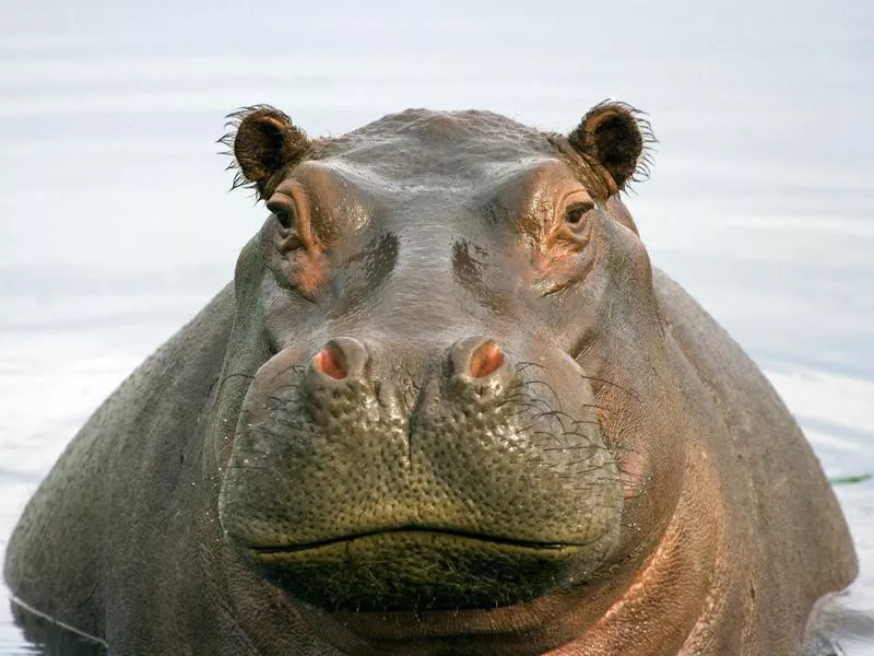 Hippopotamus