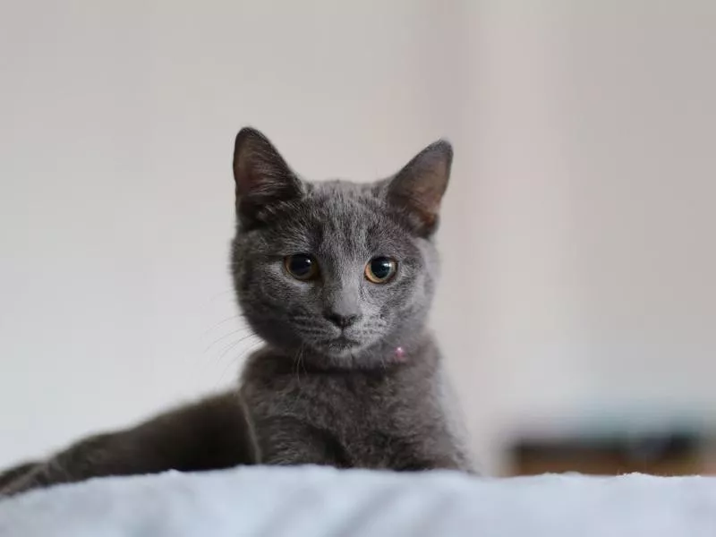 Russian Blue