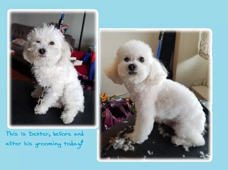 ClipArt Housecall Dog Grooming