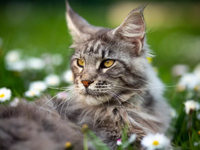 Maine Coon in the garden