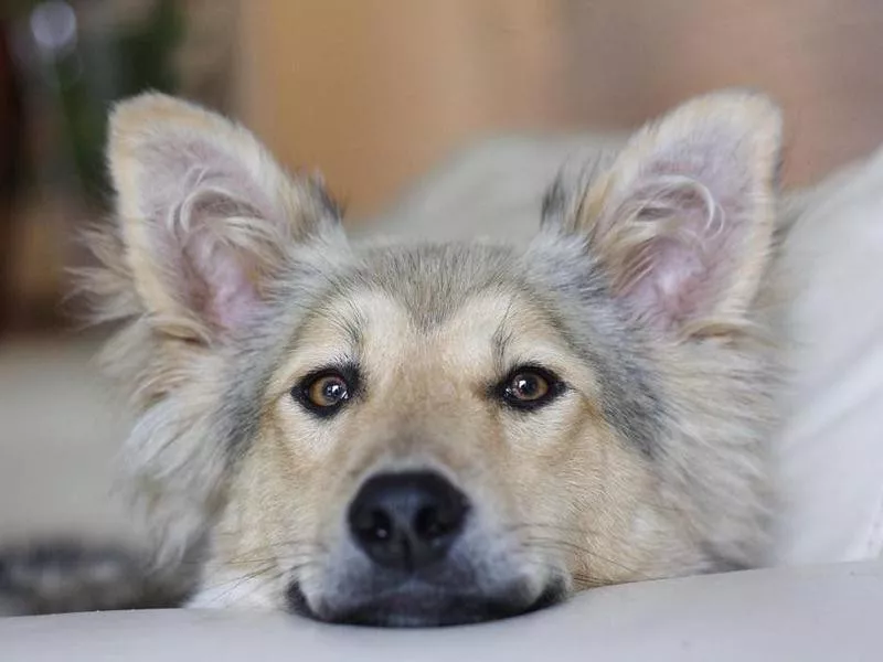 close up dog portrait