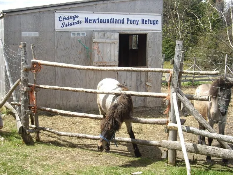 Newfoundland Pony