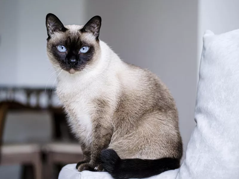 Siamese cat