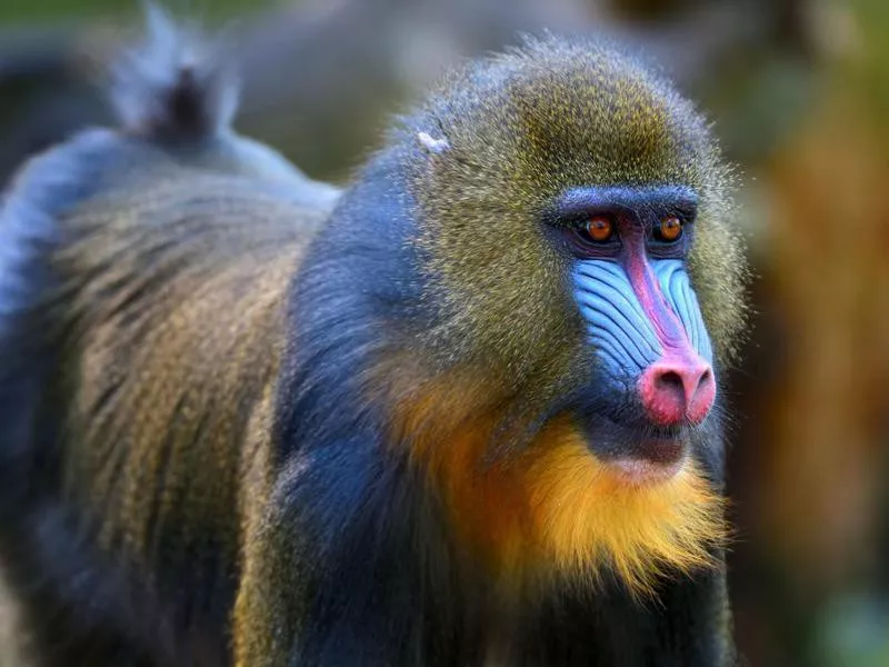 Mandrill