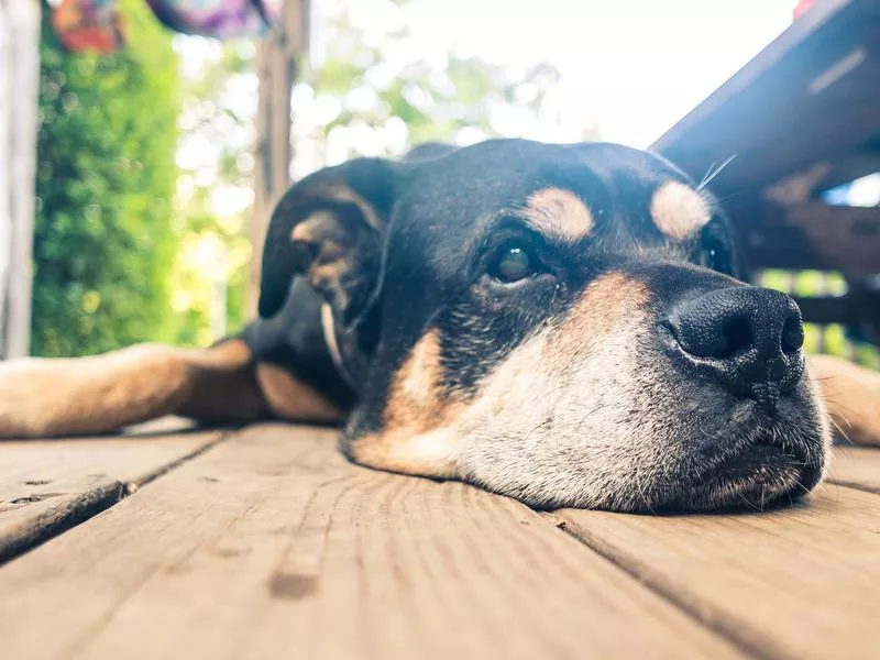 An older dog is calmer