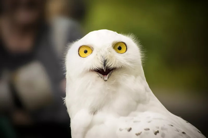 Snowy owl