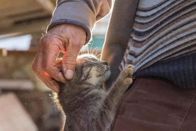 Kitty Instigated Petting