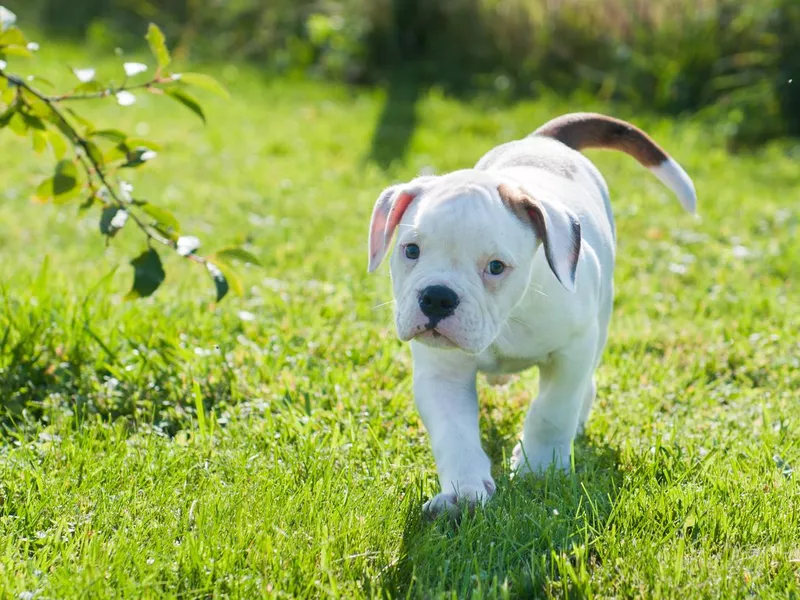 American Bulldog Puppy in Nature