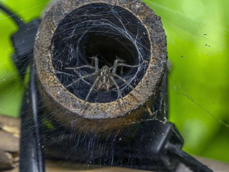 Corner funnel weaver spider