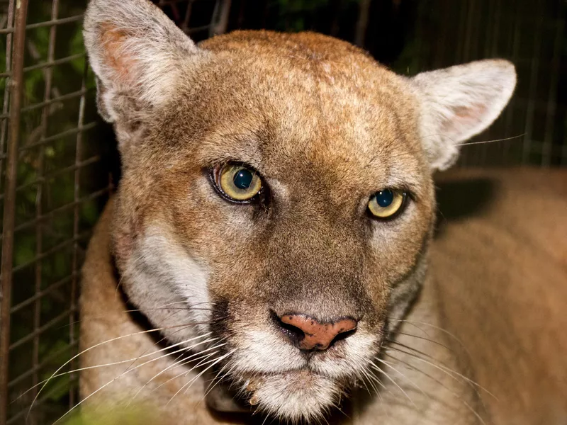 P-22 of Griffith Park