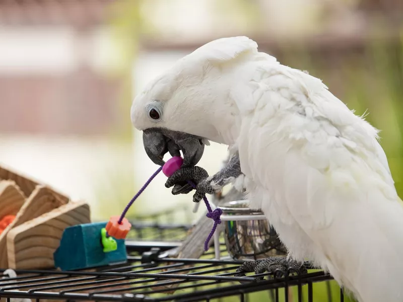 Playful cockatoo