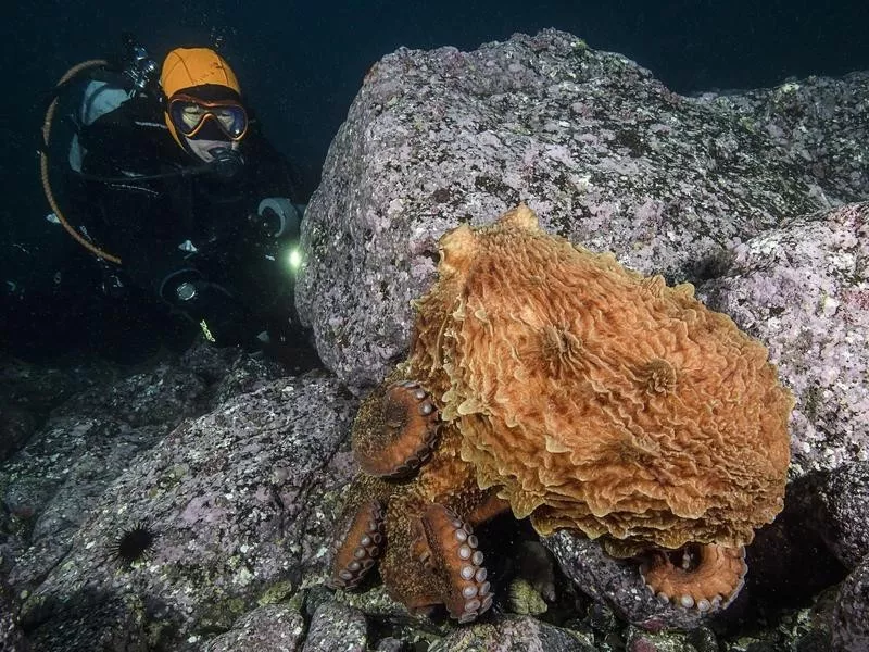 Giant Pacific Octopus