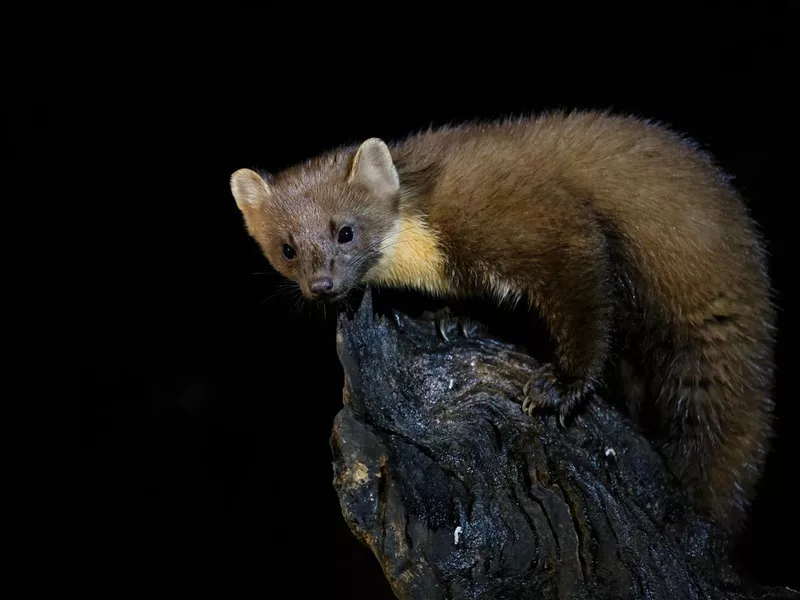 Pine Marten at night