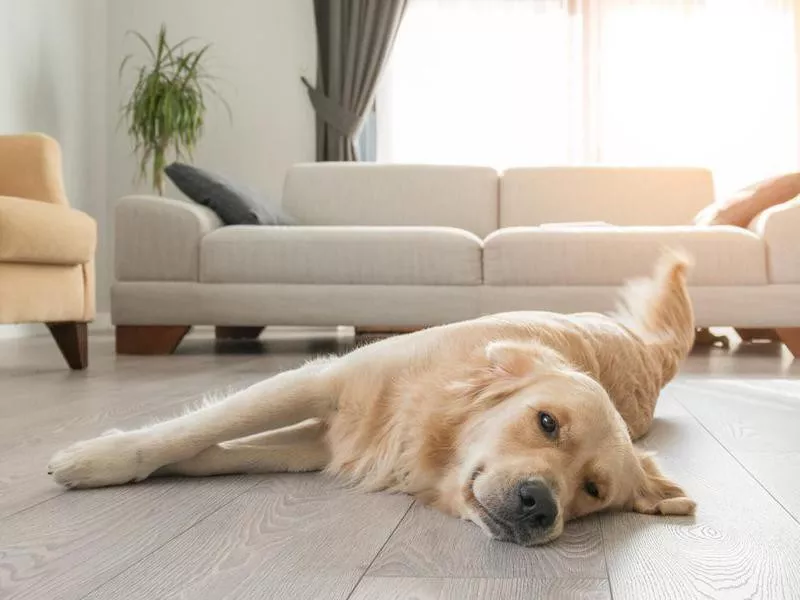 golden retriever resting on the living room