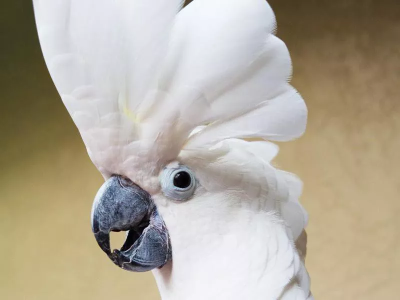 Umbrella Cockatoo