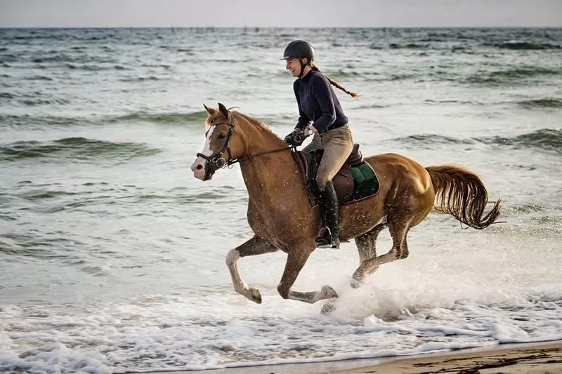 arabian horse