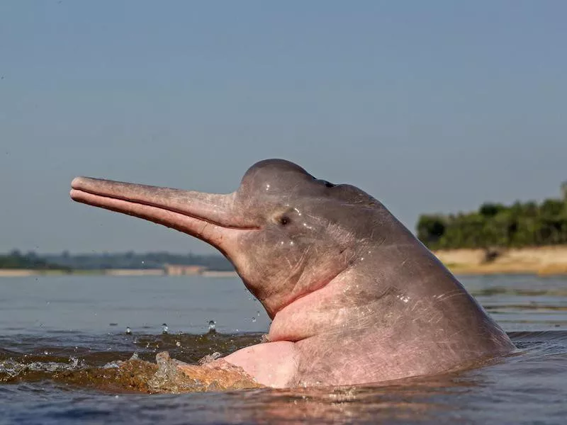 Amazon River Dolphin