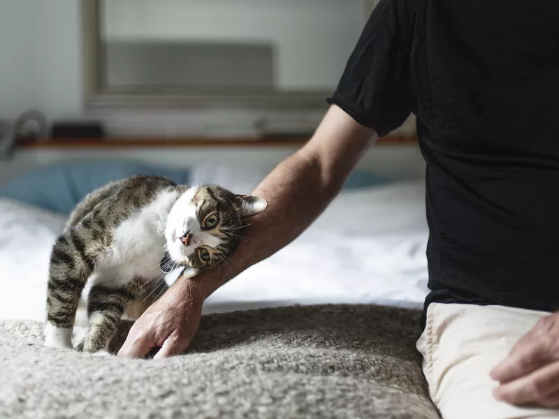 A mature man and his cat