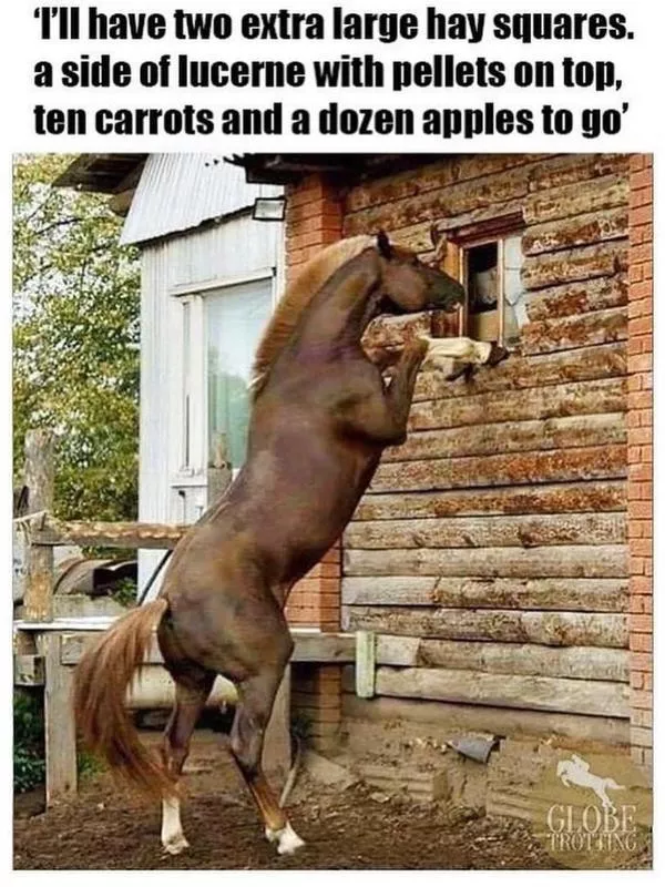 Horse standing at drive-through window