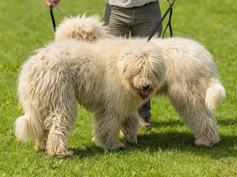 Komondor