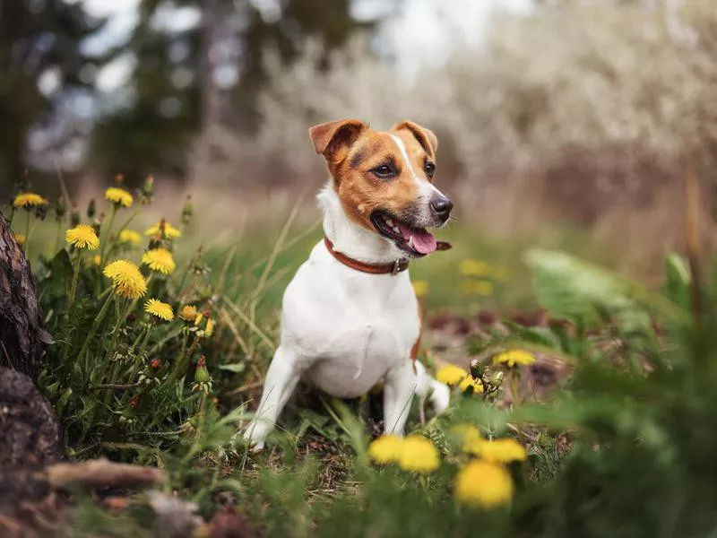 Jack Russell Terrier