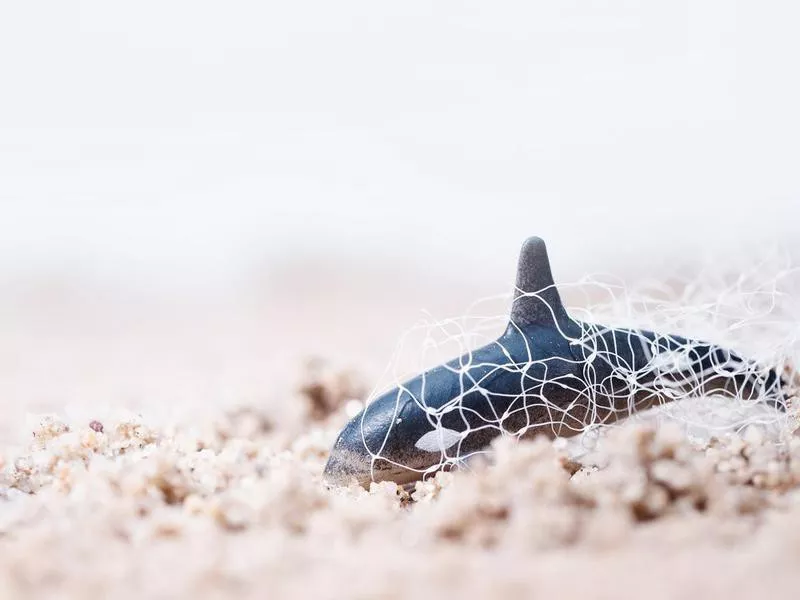 Dolphin Tangled In Fishing Net