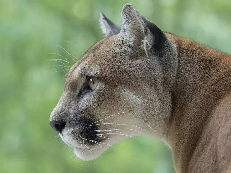 Cougar