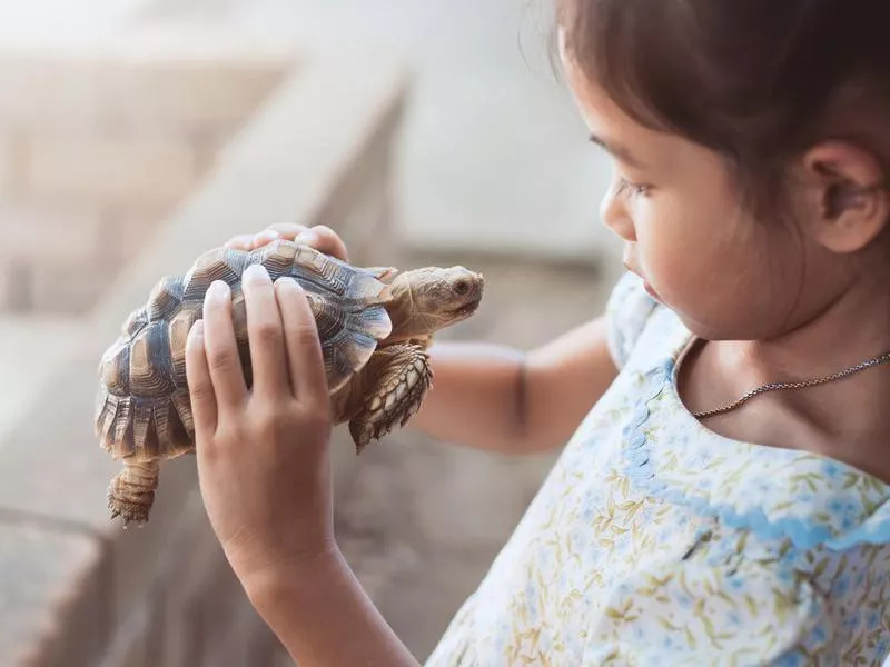 How to Care for Turtles