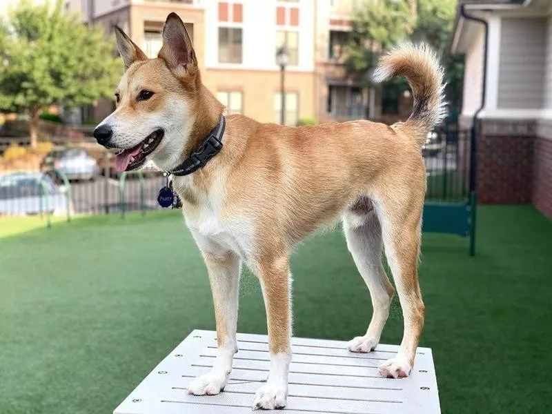 Carolina dog