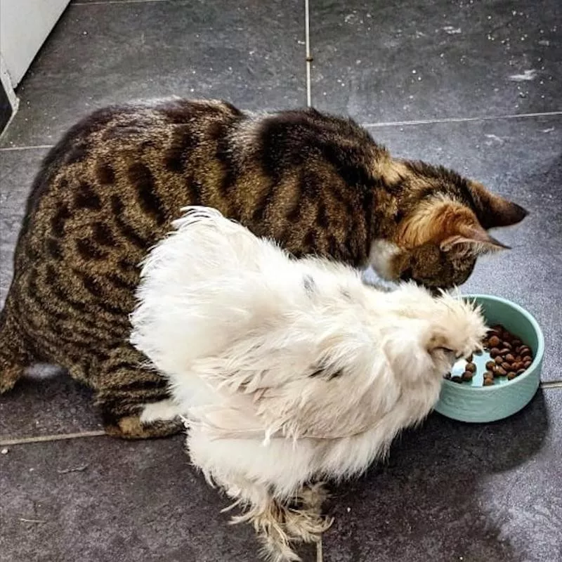 Cat and chicken eating