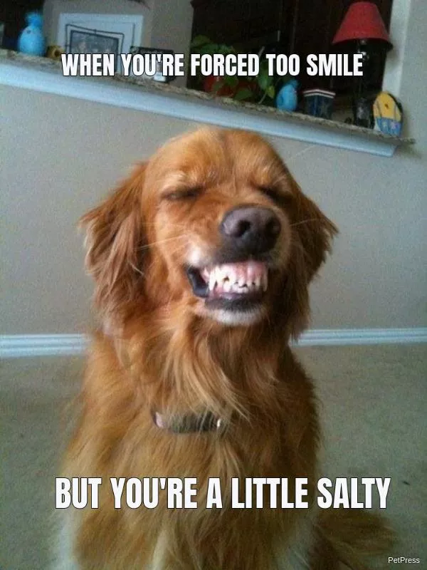 Dog forced to smile meme