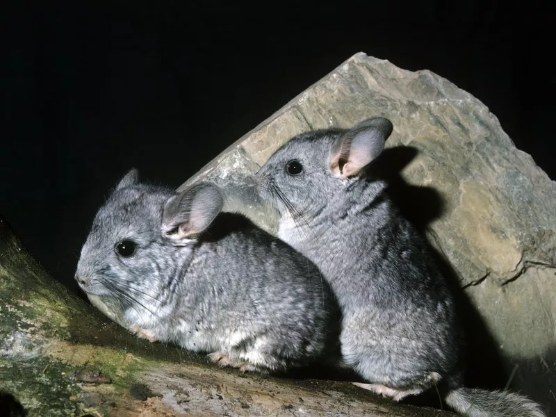 Long-Tailed Chinchilla