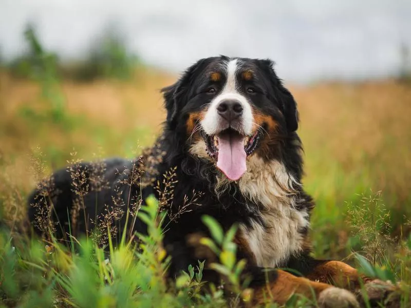 Bernese Mountain Dog