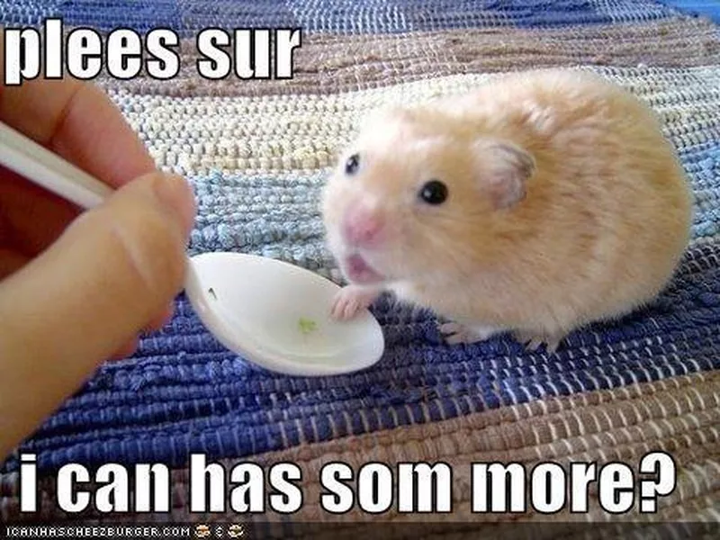 Cute hamster asking for food