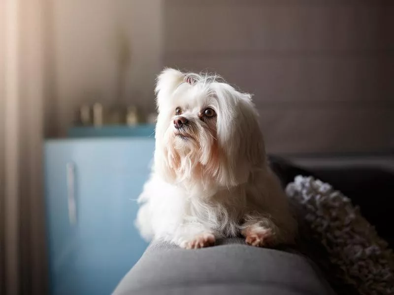 Lhasa Apso