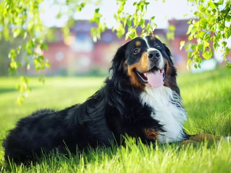 bernese