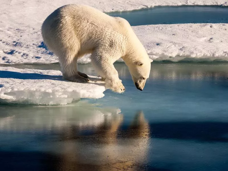 Polar bear admiring his mirror image in the sea