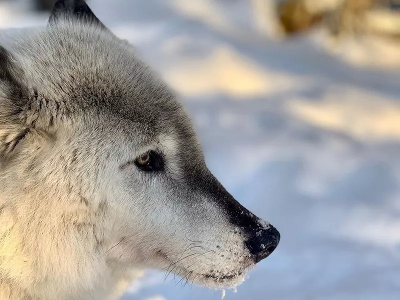 Alaska Zoo, Anchorage, Alaska