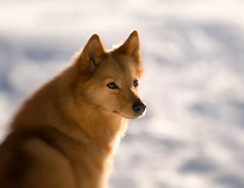 Finnish spitz