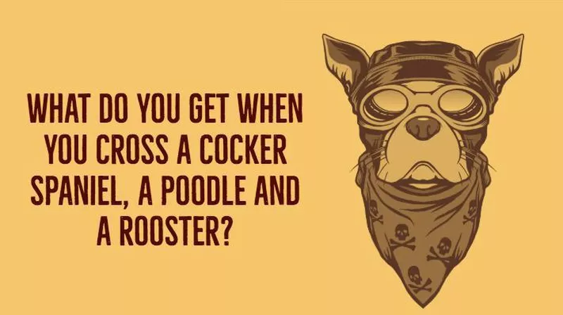 Poodle Joke