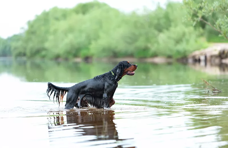 Gordon setter in a river