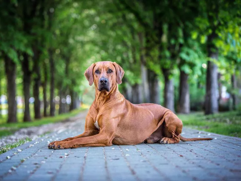 Rhodesian Ridgeback